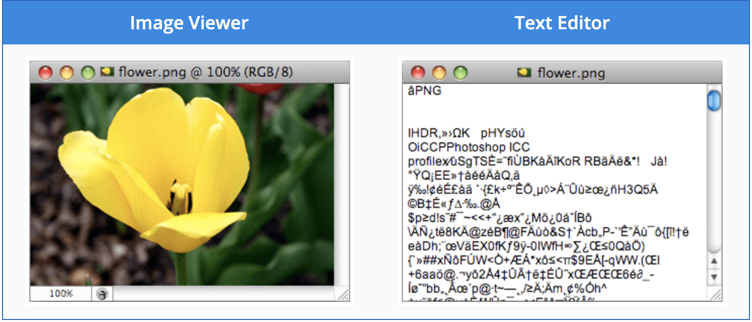 The Difference Between Binary & Text Files